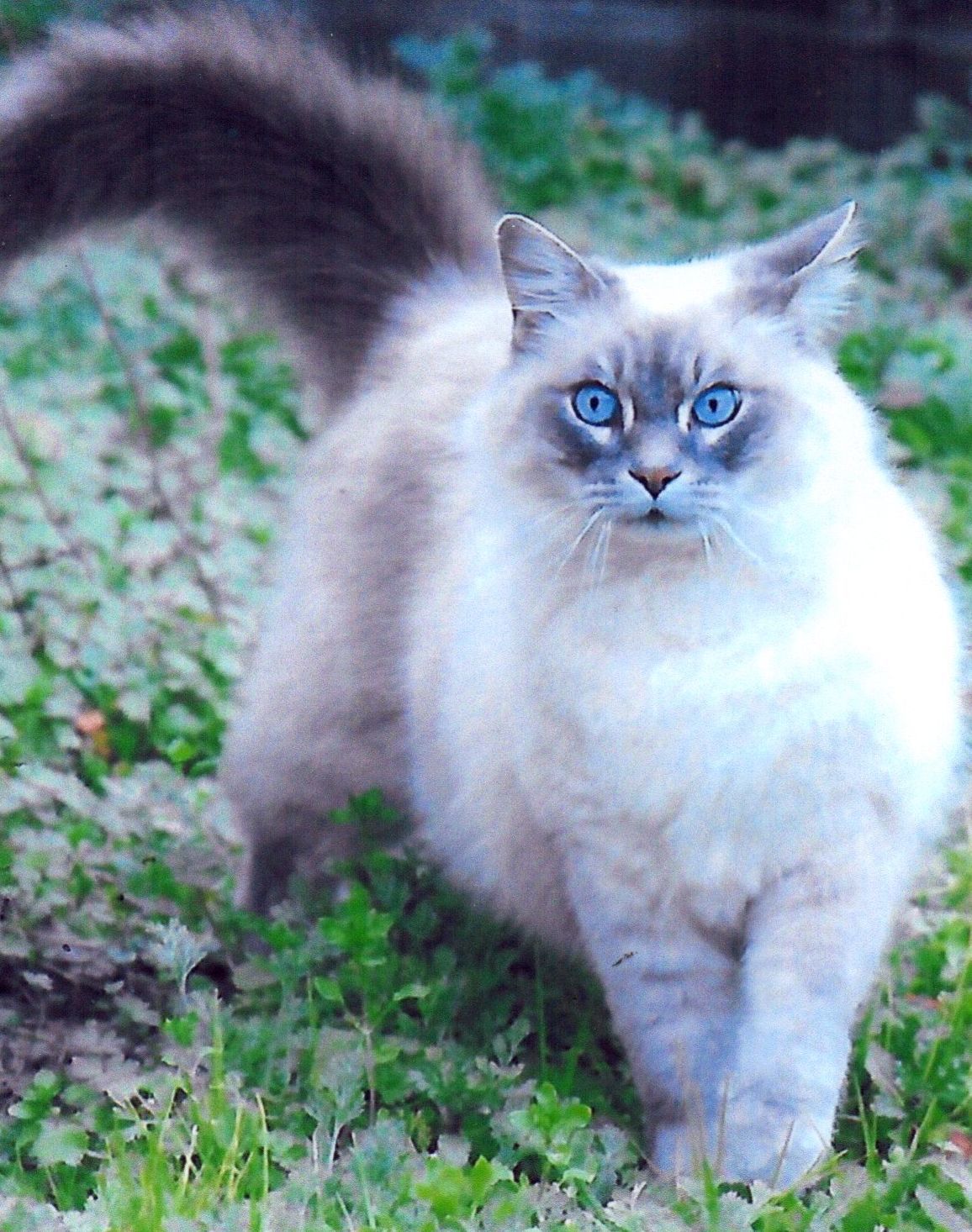 Pic of the Litter: Maggie